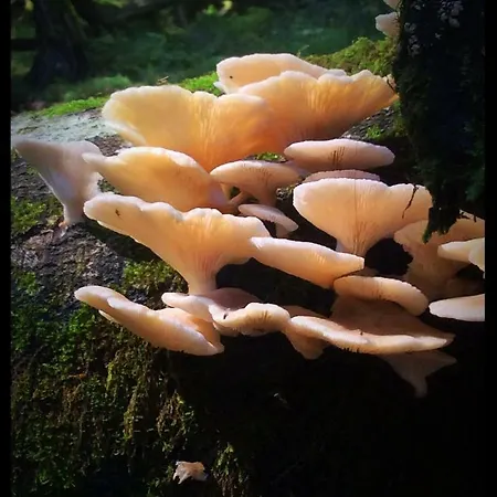 Gospodarstwo wiejskie La Prestosa Arriondas